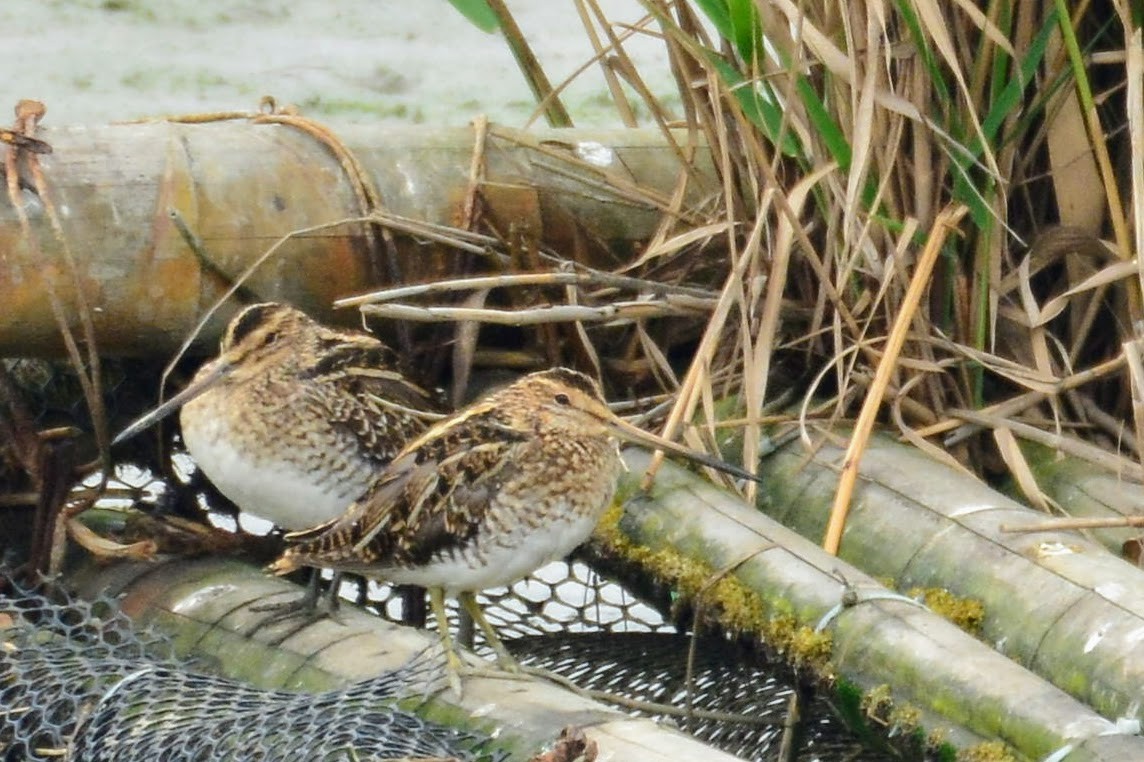 Common Snipe - Haofeng Shih