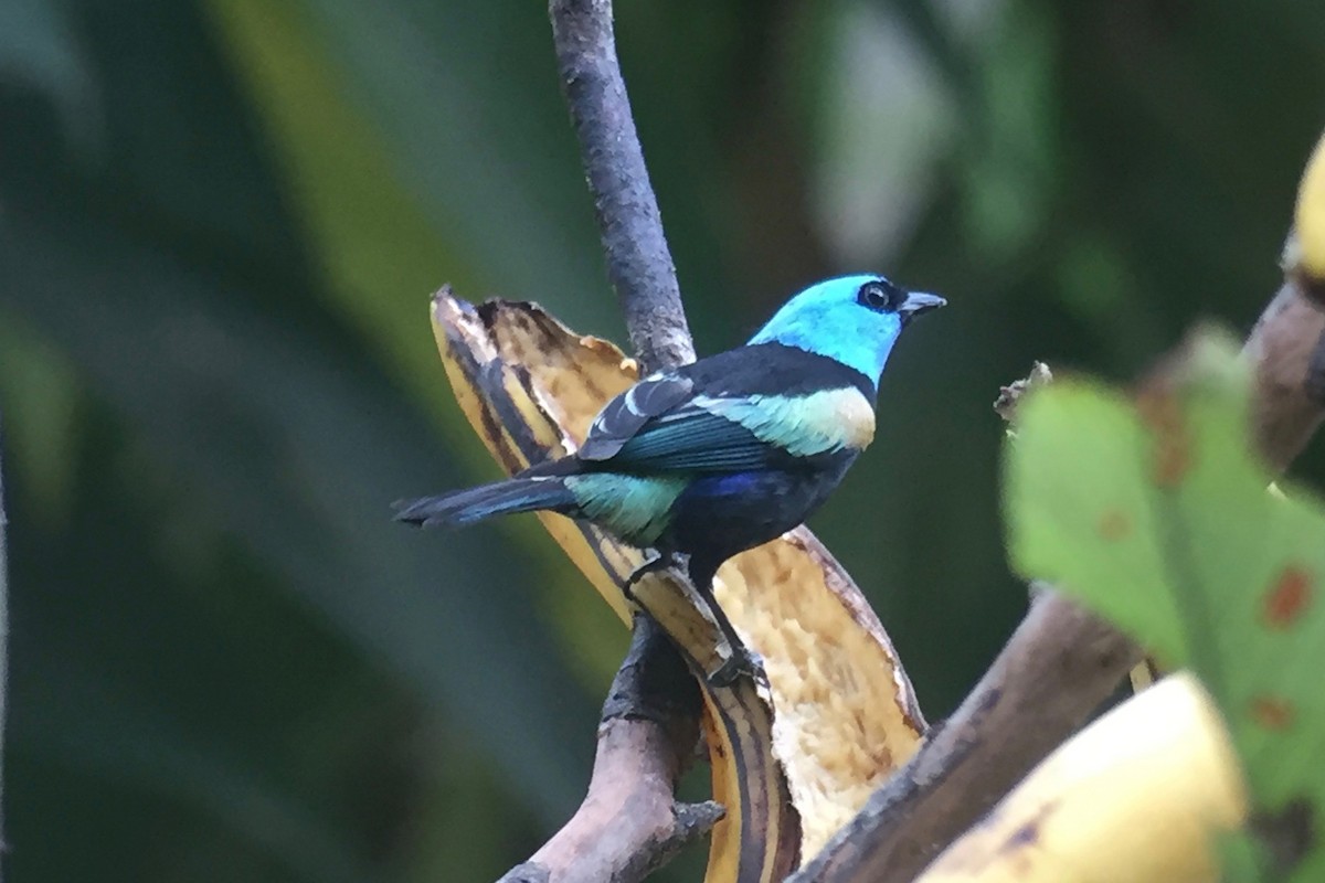 Blue-necked Tanager - ML32642531