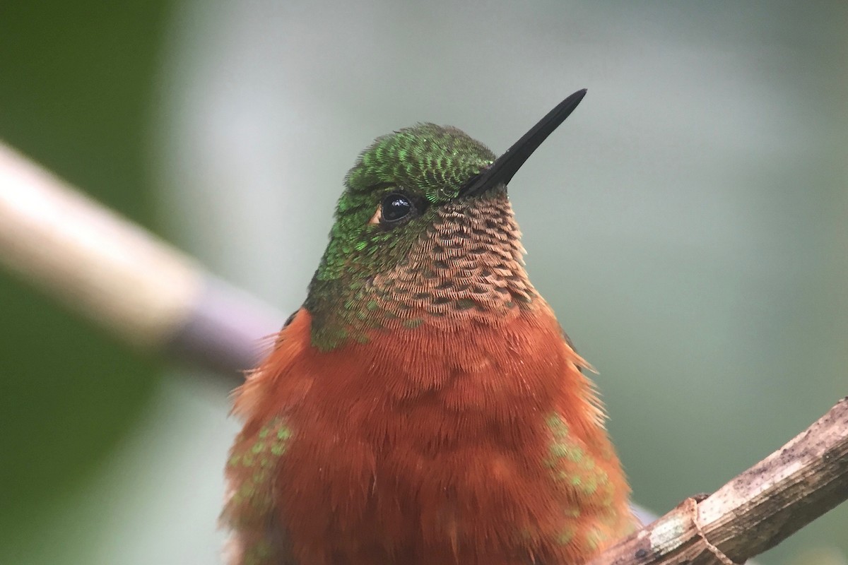 Chestnut-breasted Coronet - Cory Gregory