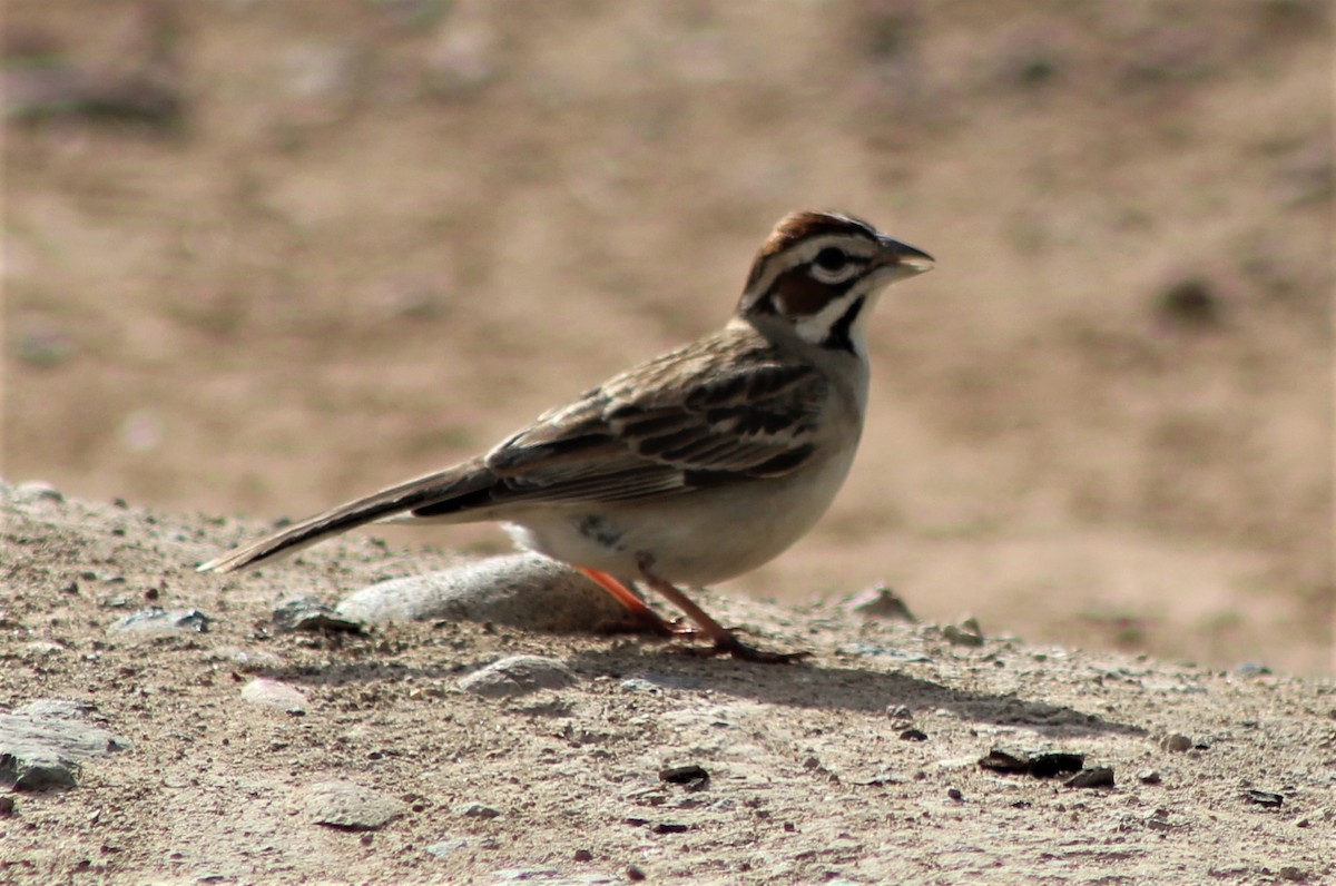 Lark Sparrow - Richard Breisch