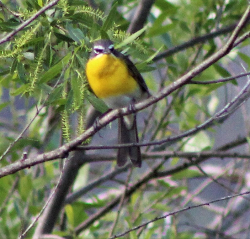 Yellow-breasted Chat - ML326427391