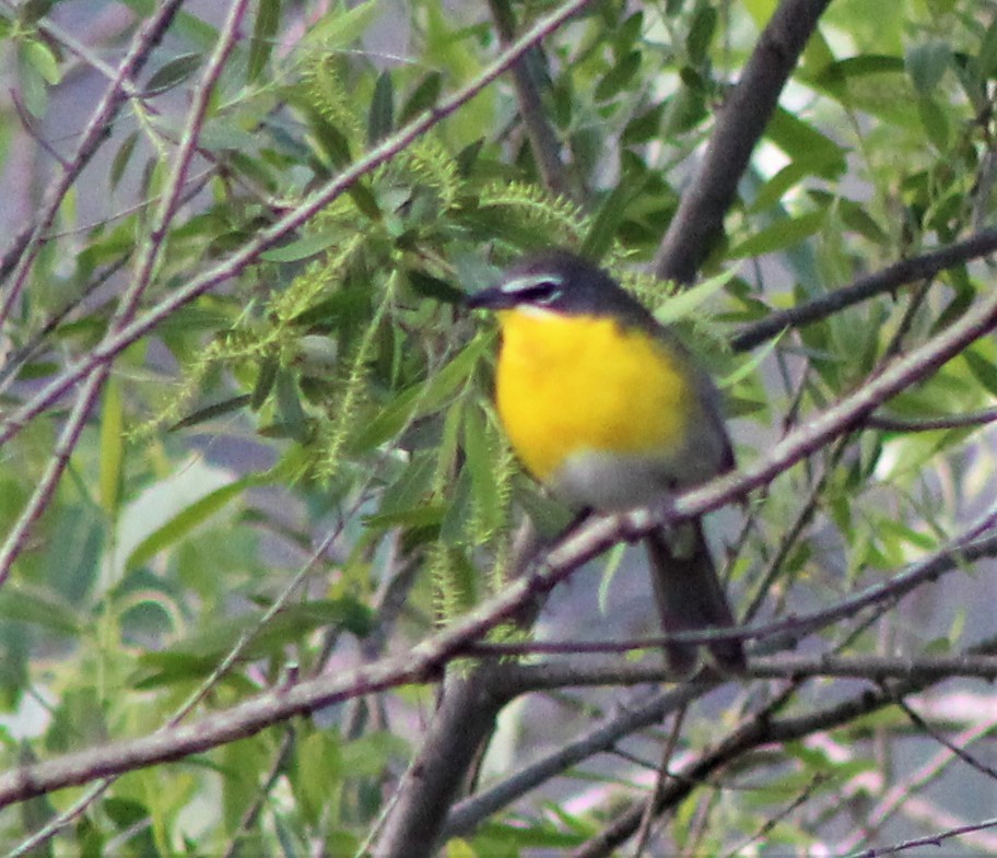 Yellow-breasted Chat - ML326427401