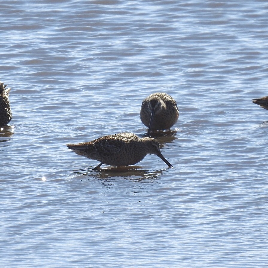 Long-billed Dowitcher - ML326428941