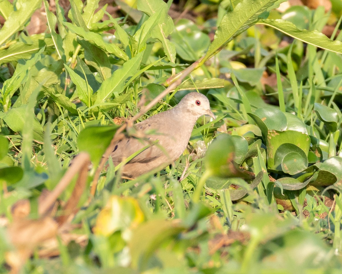 Plain-breasted Ground Dove - Miguel Demeneghi