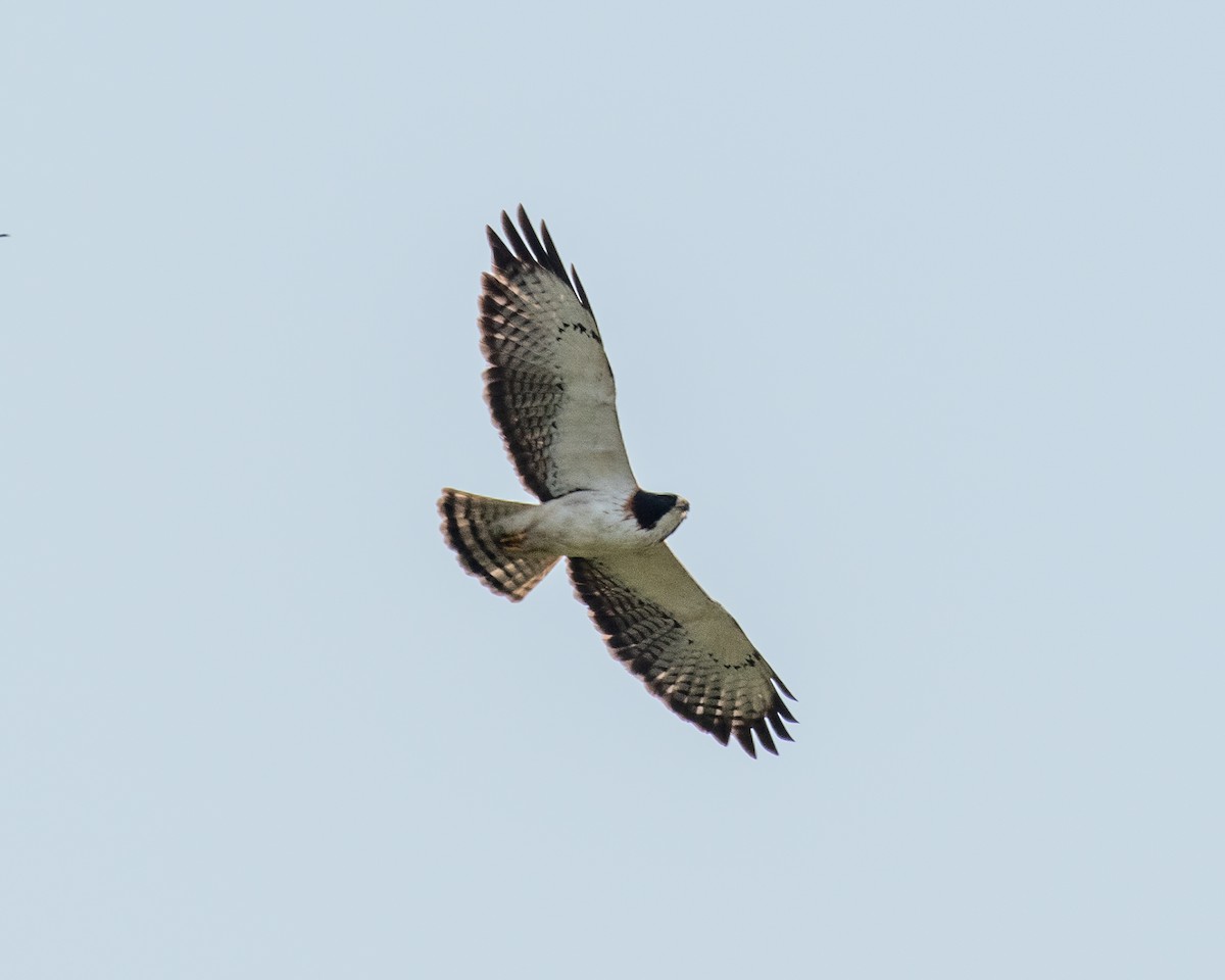 Short-tailed Hawk - Miguel Demeneghi