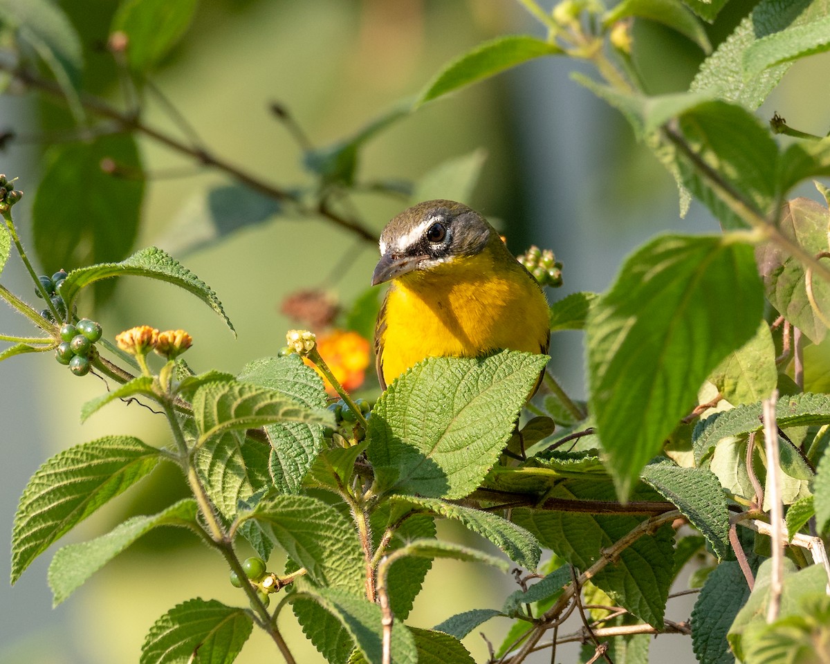 Yellow-breasted Chat - Miguel Demeneghi