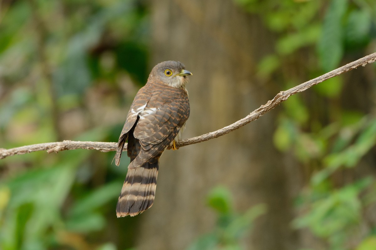 Hodgson's Hawk-Cuckoo - Vatcharavee Sriprasertsil