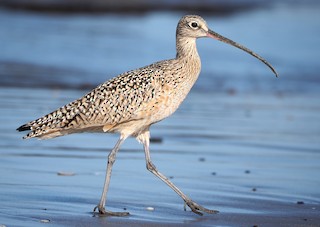 Long-billed Curlew