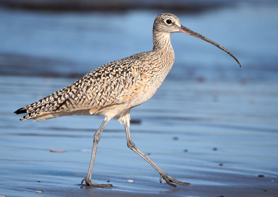 Long-billed Curlew