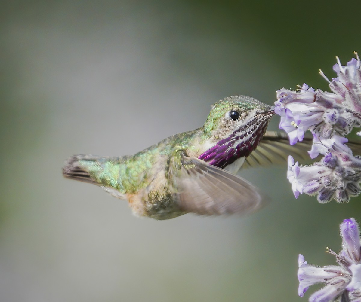 Calliope Hummingbird - Anonymous