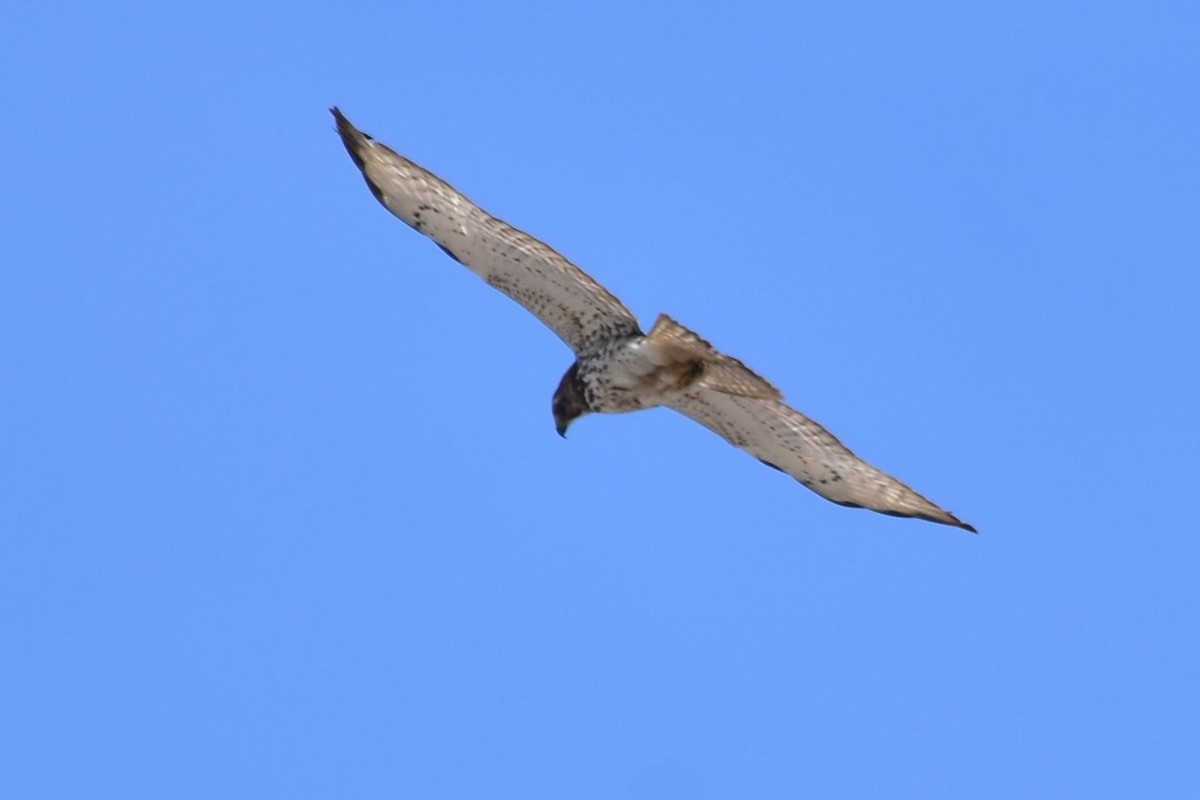 Broad-winged Hawk - Daniel Mérida