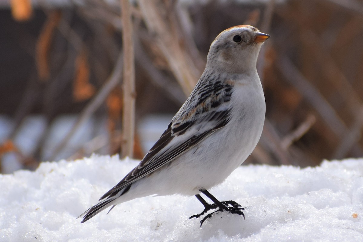 Snow Bunting - Syd Cannings