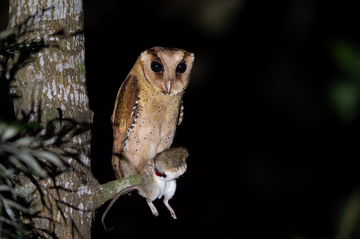 Sri Lanka Bay-Owl - Mohamed Mothi