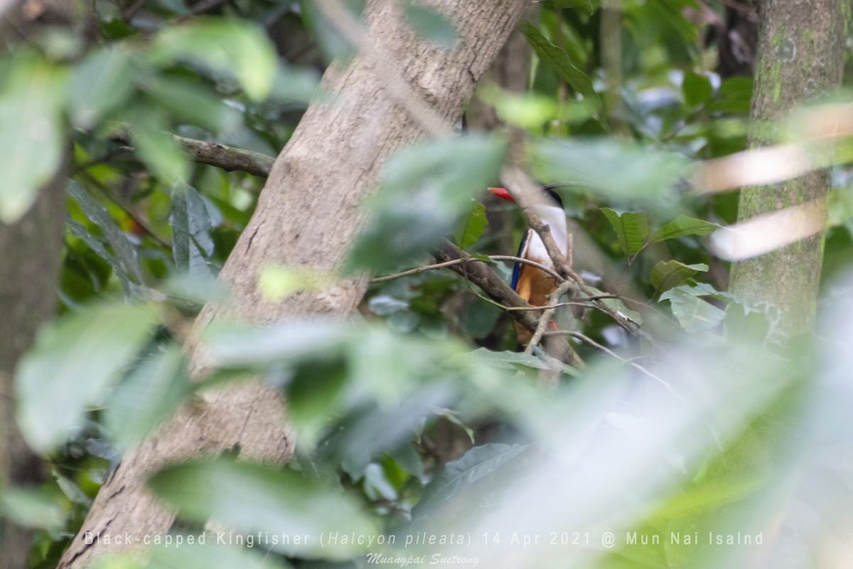Black-capped Kingfisher - Muangpai Suetrong