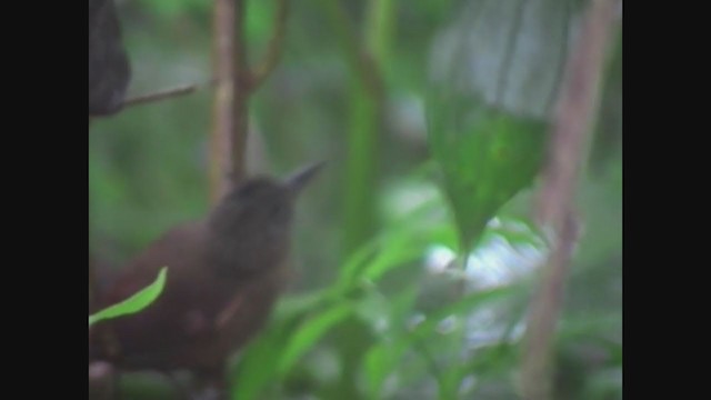 Птах-гончар еквадорський - ML326452371