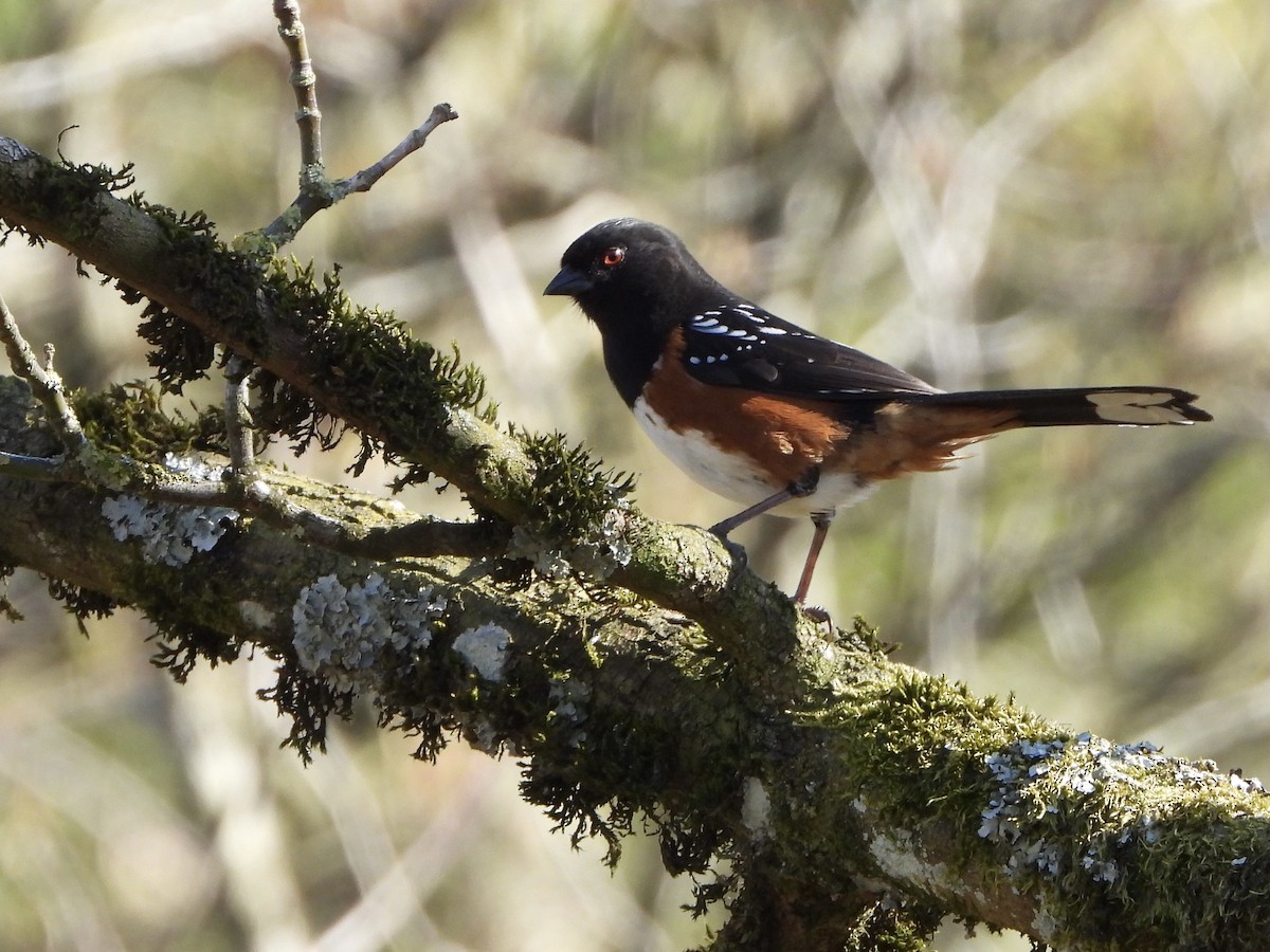 Spotted Towhee - ML326452581