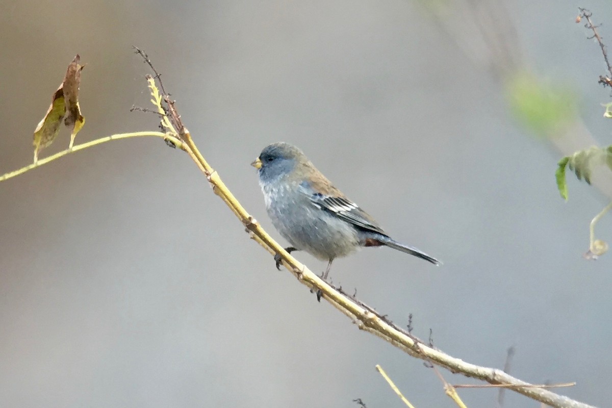Band-tailed Seedeater - ML32645291