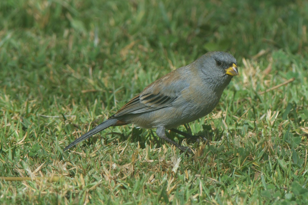 Band-tailed Seedeater - ML32645321