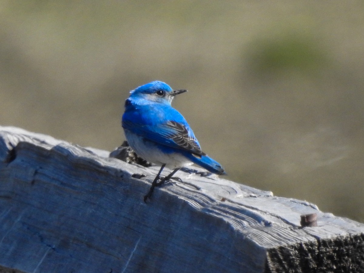 Mountain Bluebird - David Baird
