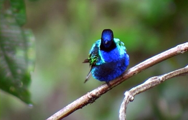 kolibřík hyacintový - ML326454911