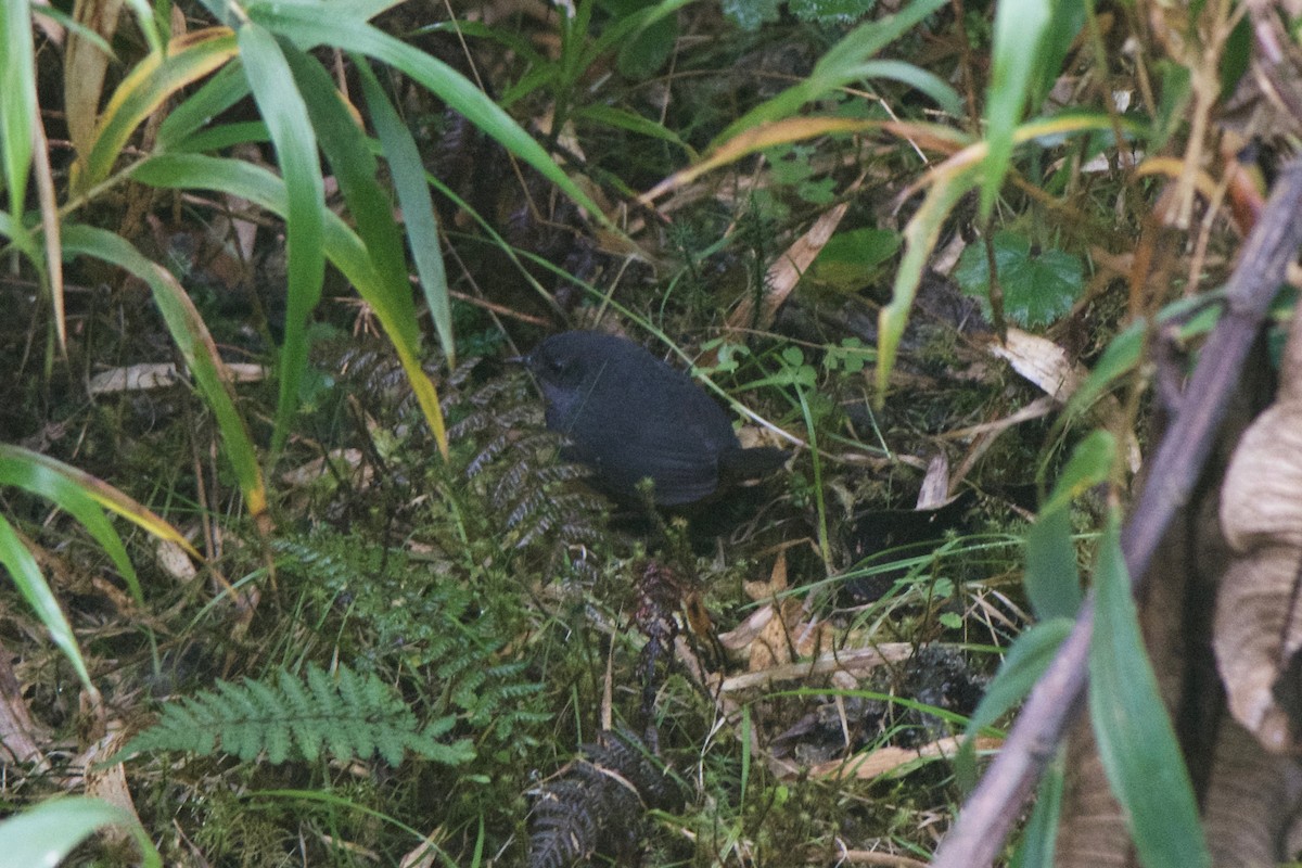 Trilling Tapaculo - Cory Gregory