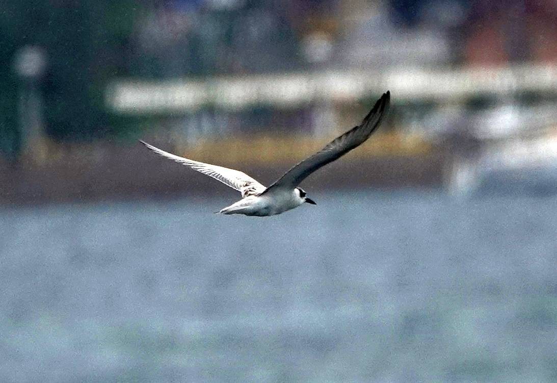 White-winged Tern - Sue Hacking