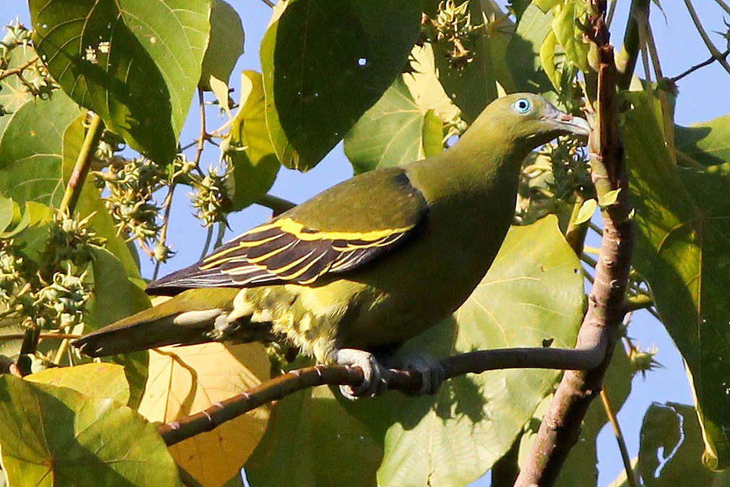 Филиппинский зеленый голубь - ML326459411