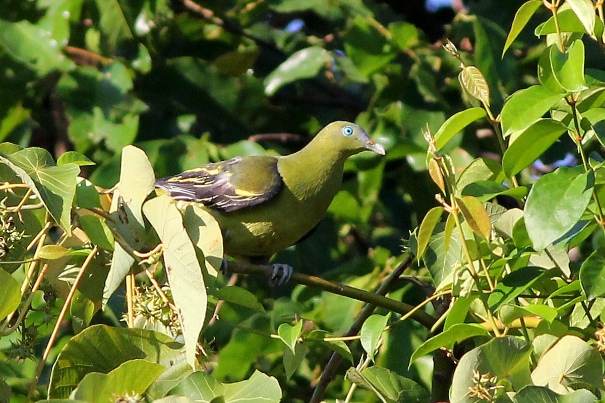Филиппинский зеленый голубь - ML326459451