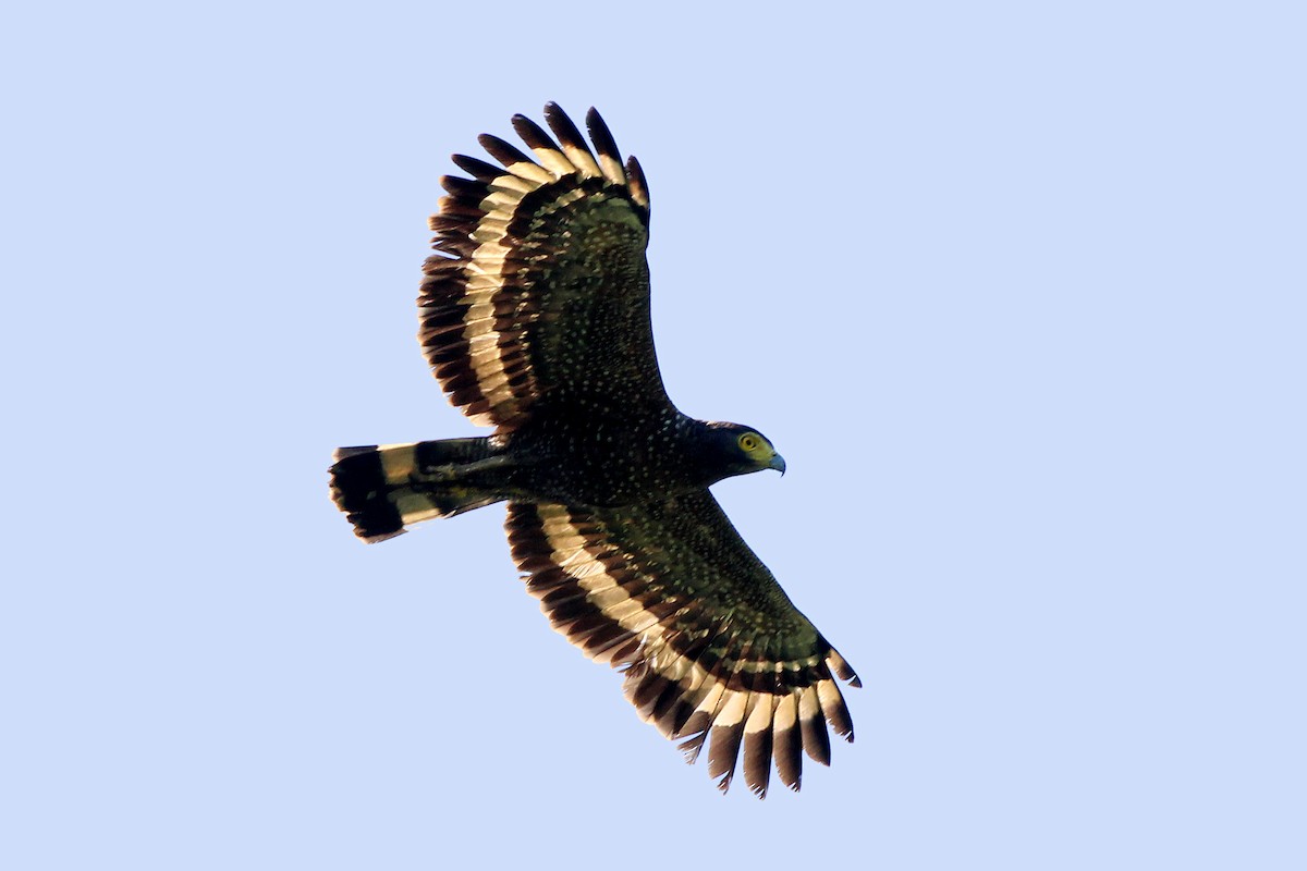 Philippine Serpent-Eagle - Chris Chafer