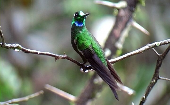 Green-crowned Brilliant - ML326462161