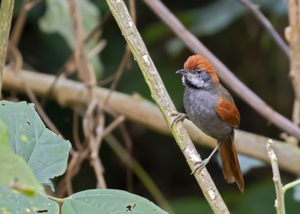 Pinto's Spinetail - ML326462391