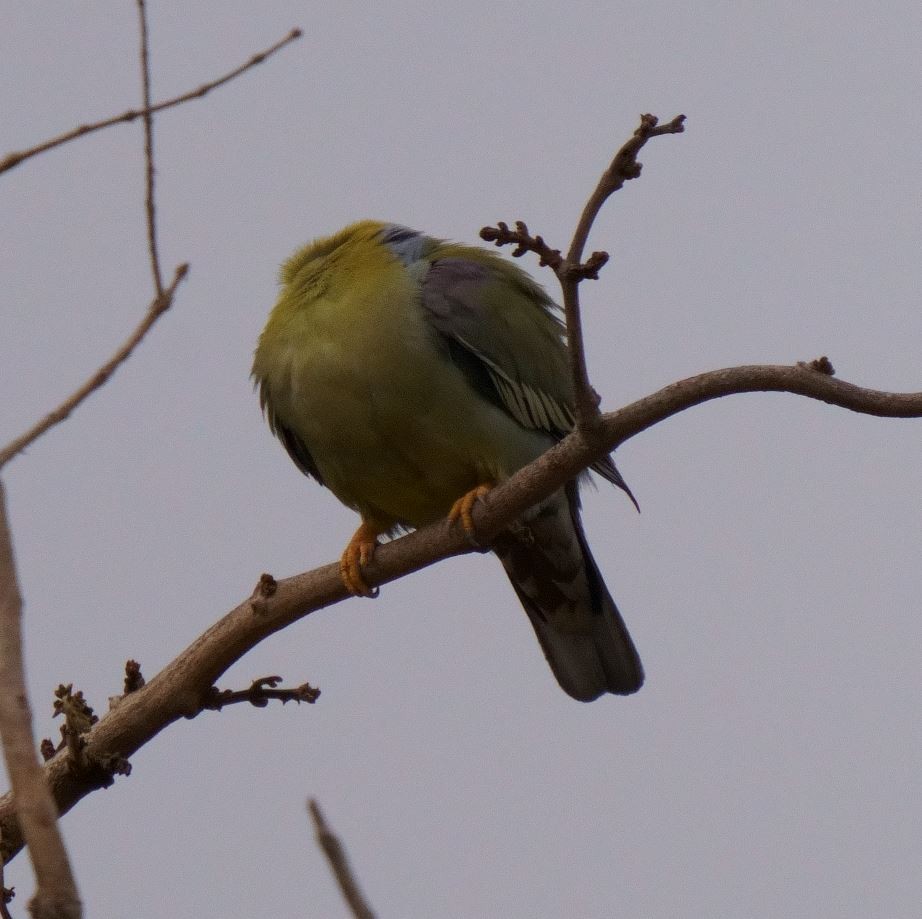 Yellow-footed Green-Pigeon - ML326463921