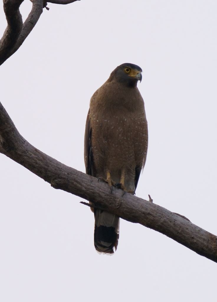 Crested Serpent-Eagle - ML326463941