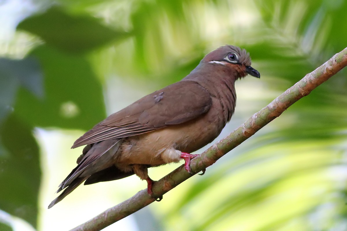 White-eared Brown-Dove (White-eared) - Chris Chafer
