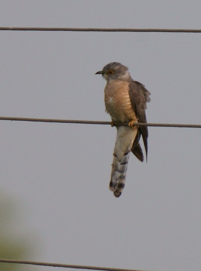 Common Hawk-Cuckoo - Gopalakrishna R