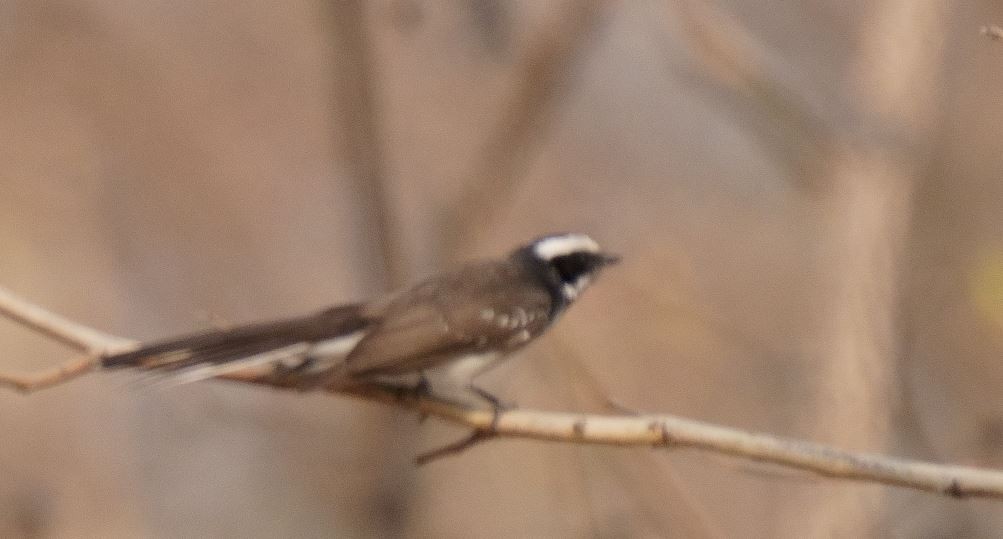 White-browed Fantail - ML326466181