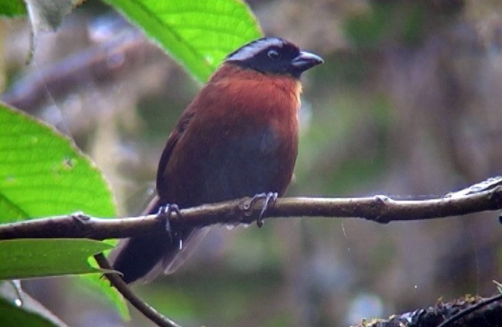Tanager Finch - ML326466191