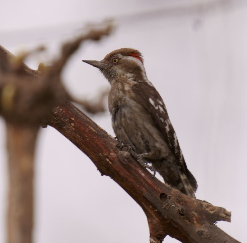 Brown-capped Pygmy Woodpecker - ML326466471