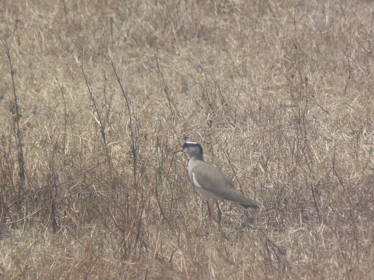 Crowned Lapwing - ML326467101