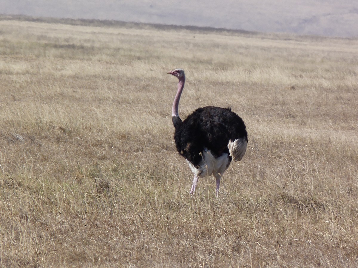 Common Ostrich - Guillermo Gómez