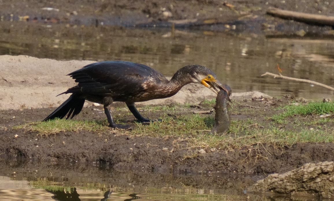 Indian Cormorant - Gopalakrishna R