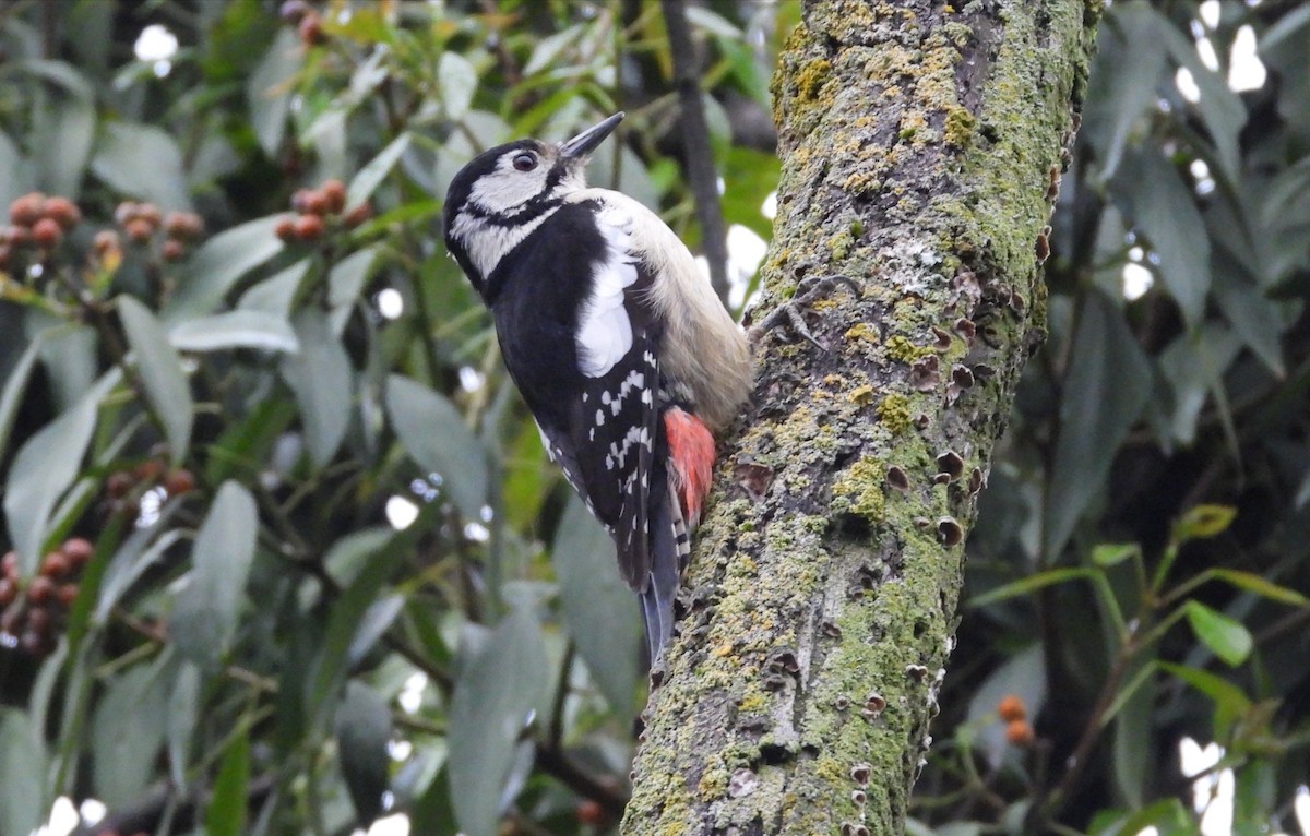 Himalayan Woodpecker - ML326469391