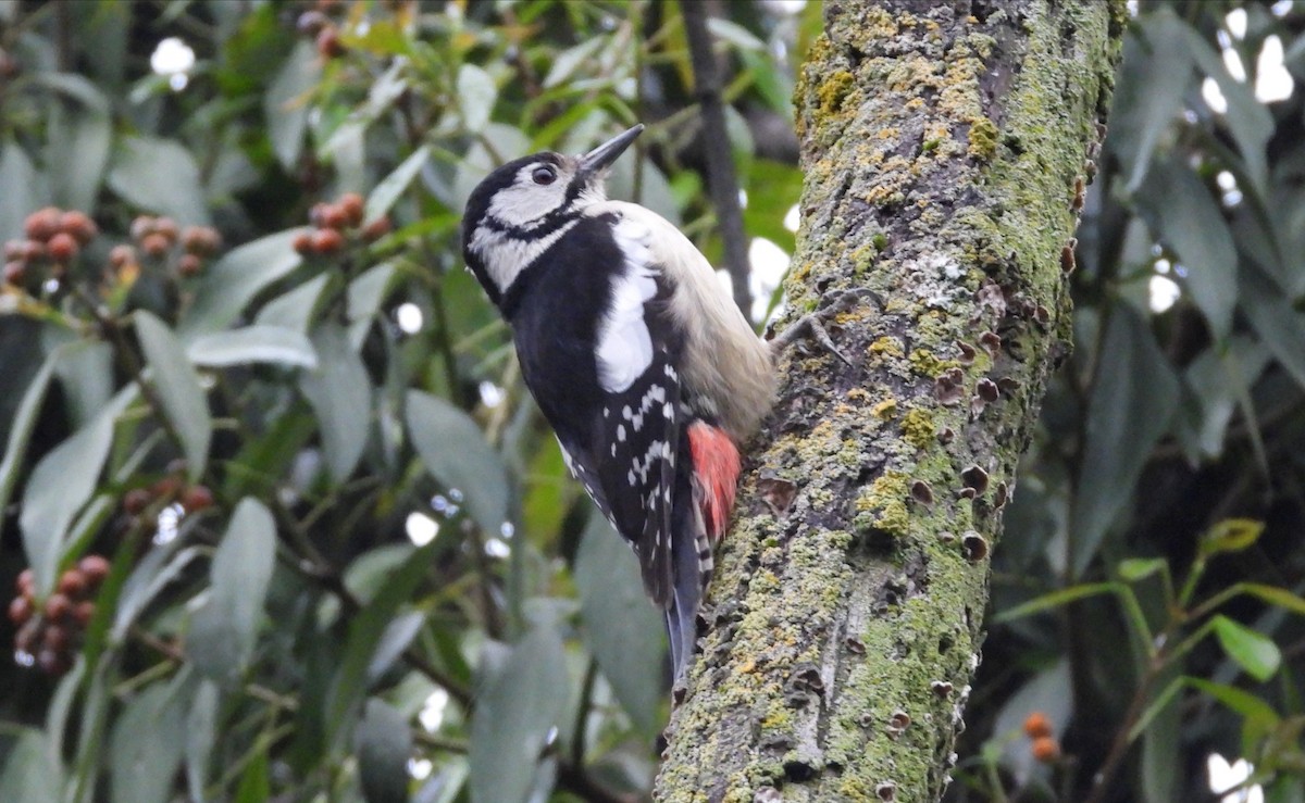 Himalayan Woodpecker - ML326469401
