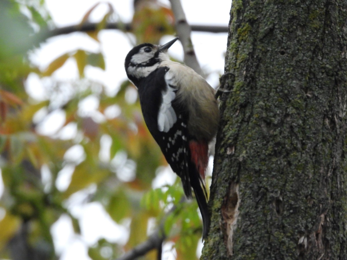 Himalayan Woodpecker - ML326469411