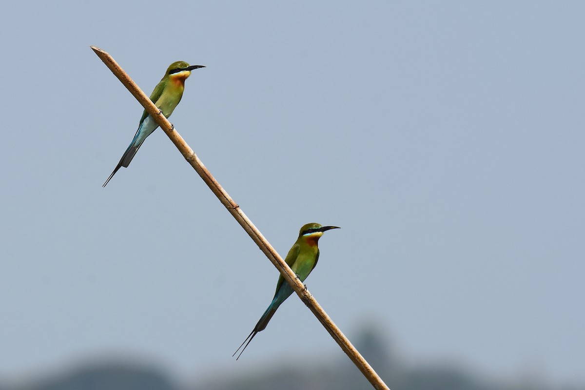 Blue-tailed Bee-eater - sarawin Kreangpichitchai