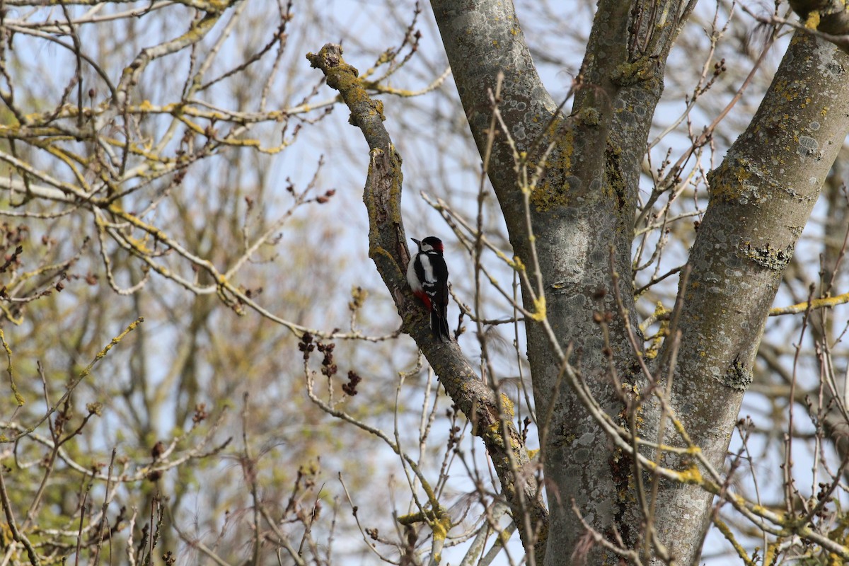 Great Spotted Woodpecker - Phil Beraet