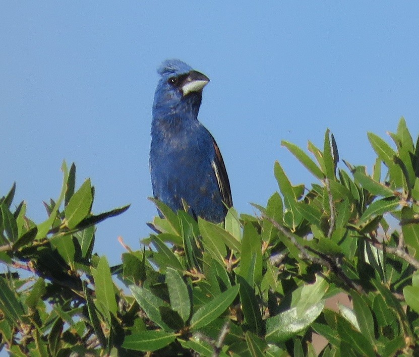 Blue Grosbeak - Anne (Webster) Leight