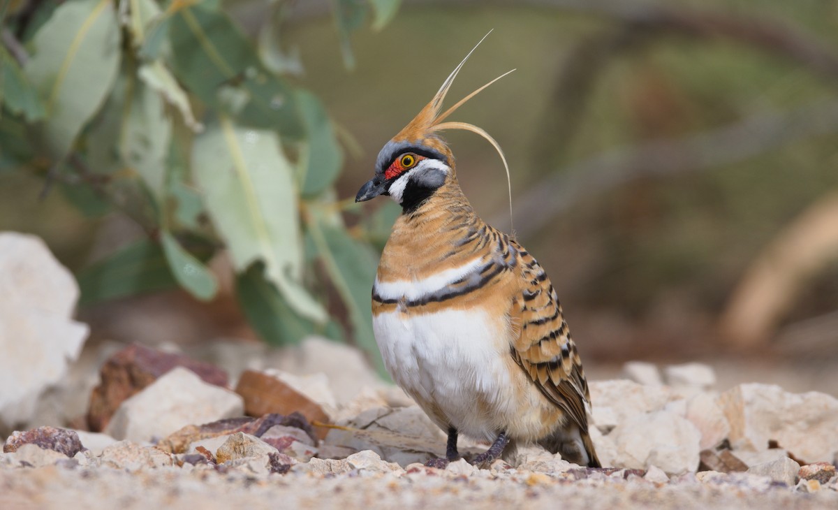 Spinifex Pigeon - ML326474401