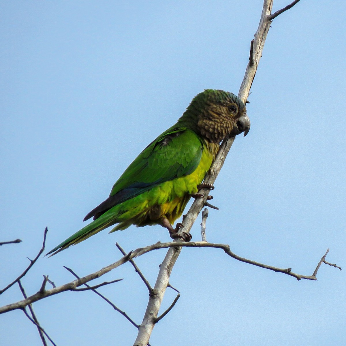 Brown-throated Parakeet - Julian Mondragon