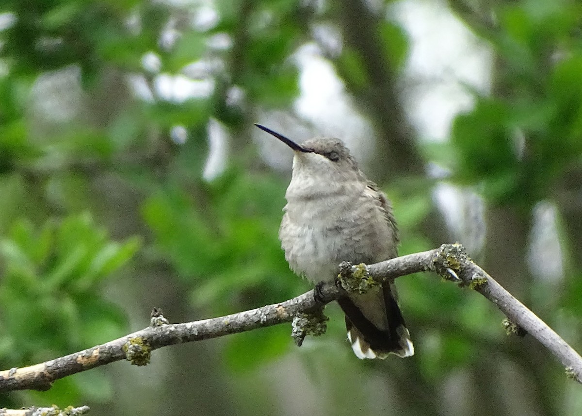 Black-chinned Hummingbird - Glenda Keilstrup